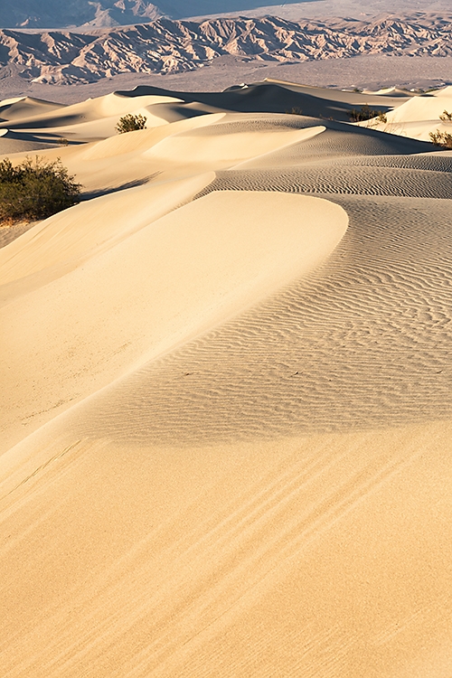 Mesquite Dunes